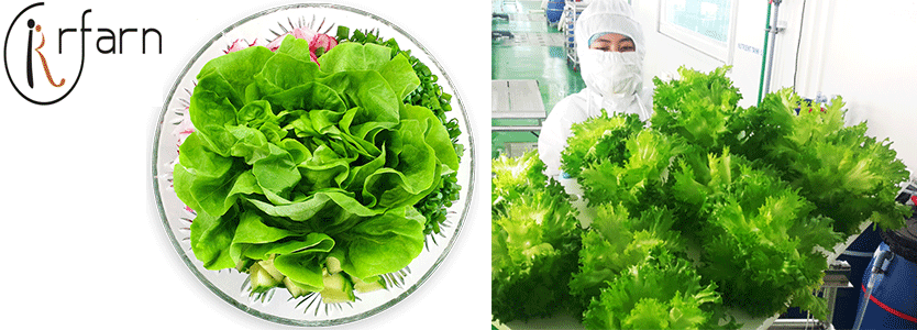 Công Ty TNHH MTV Rrfarn Green Farm RRFRAN GREEN FRAM CO.,LTD | Fact-Link Viet Nam